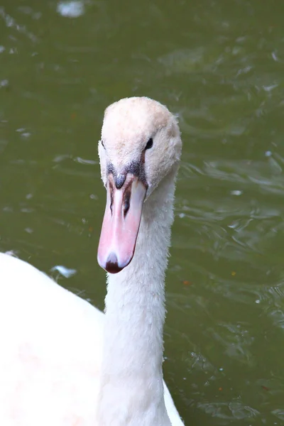 Un cisne guapo — Foto de Stock