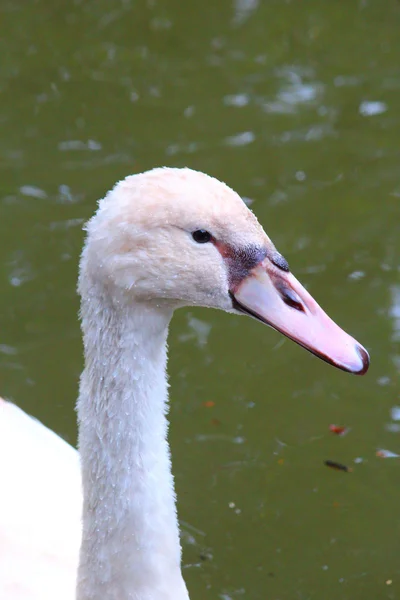 Un cisne guapo — Foto de Stock