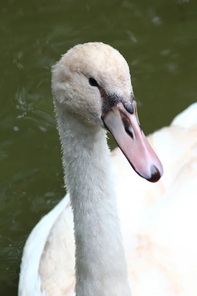 Um belo cisne — Fotografia de Stock