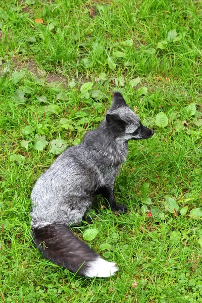 Silberfuchs — Stockfoto