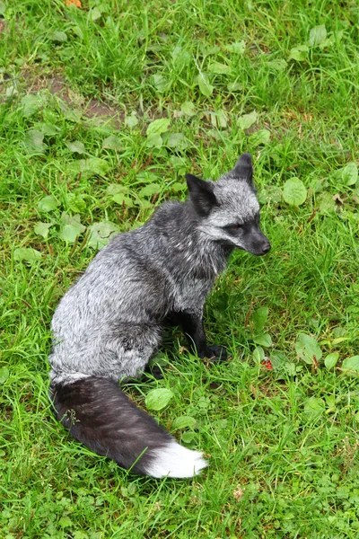 Silberfuchs — Stockfoto