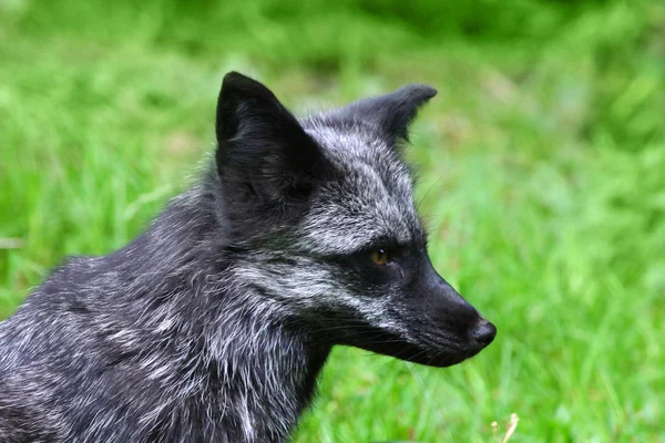 Silver fox — Stock Photo, Image