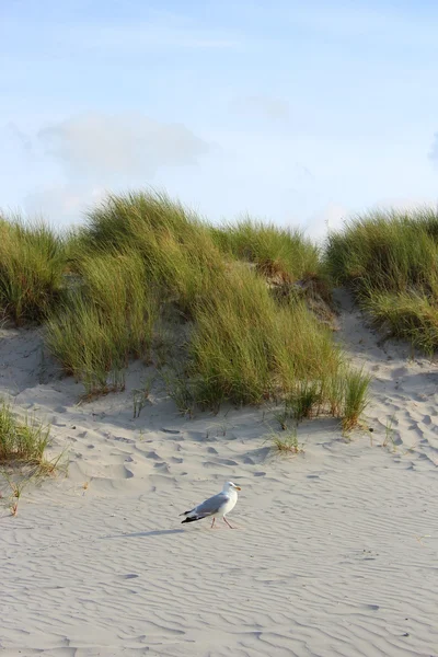 Noordzee-strand — Stockfoto