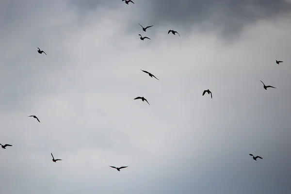 Vögel am Himmel — Stockfoto