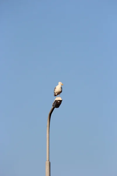 Eine Nordseemöwe — Stockfoto