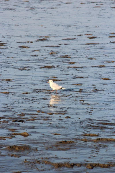 Una gaviota del Mar del Norte — Foto de Stock