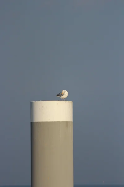 En north sea gull — Stockfoto