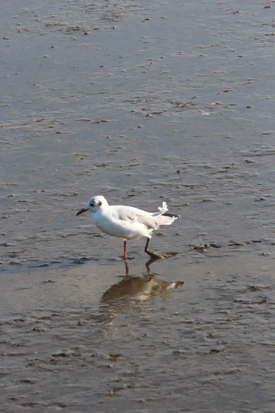 Bir north sea gull — Stok fotoğraf