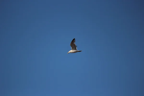 Una gaviota del Mar del Norte — Foto de Stock