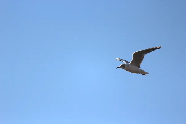 Eine Nordseemöwe — Stockfoto