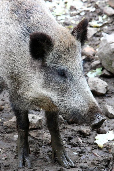 Bir yaban domuzu — Stok fotoğraf
