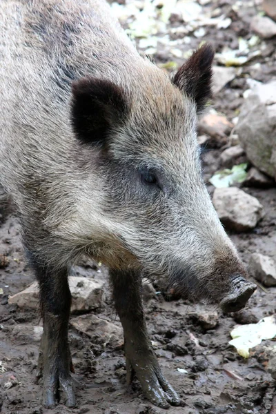 One boar Stock Image