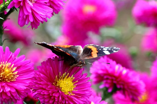 Mariposa en una flor — Foto de Stock