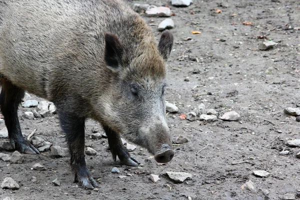 Ett vildsvin — Stockfoto