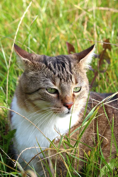 Seekor kucing cantik di rumput — Stok Foto