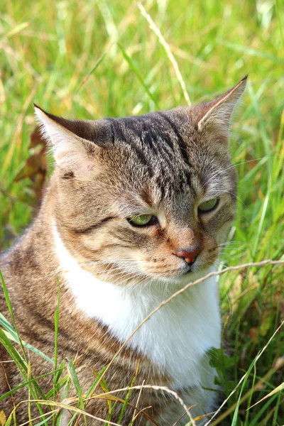 Een mooie kat in het gras — Stockfoto