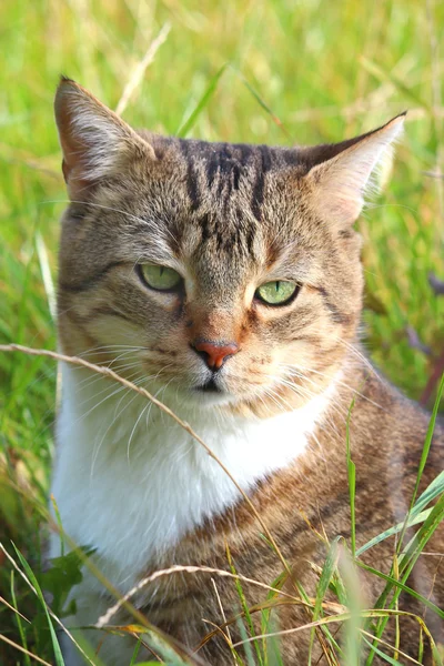 Een mooie kat in het gras — Stockfoto