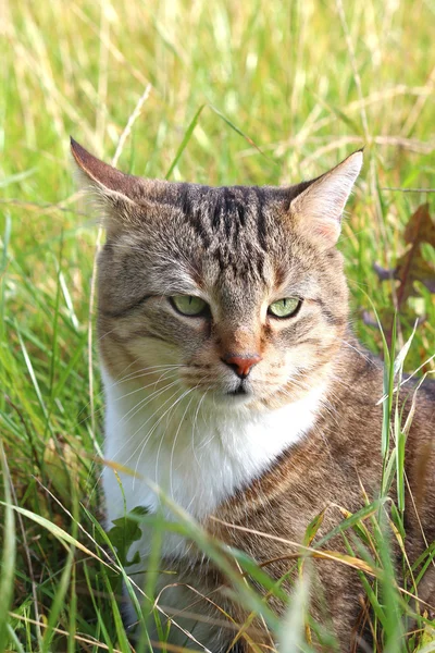 En køn kat i græsset - Stock-foto