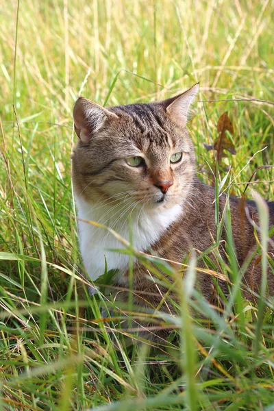 Um gato bonito na grama — Fotografia de Stock