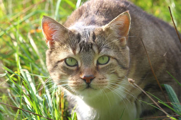 Eine hübsche Katze im Gras — Stockfoto