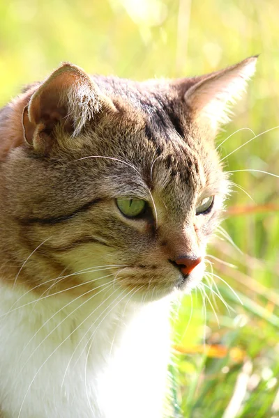 Un bel gatto nell'erba — Foto Stock