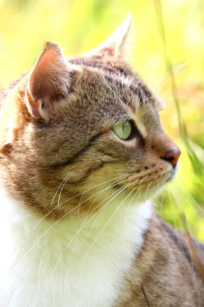Un lindo gato en la hierba —  Fotos de Stock