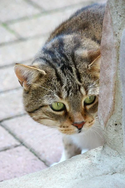 Eine hübsche Katze — Stockfoto