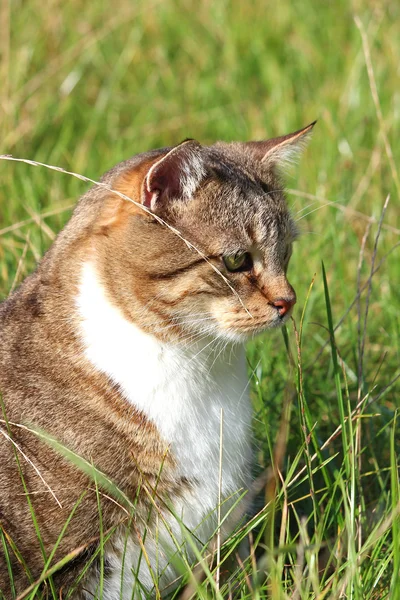 Pěkná kočka v trávě — Stock fotografie