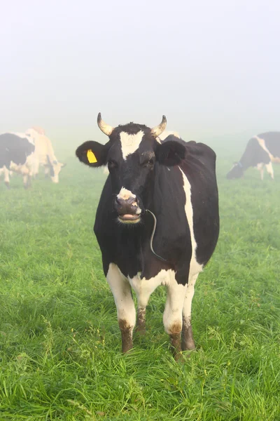 Μια αγελάδα στην ομίχλη — Φωτογραφία Αρχείου