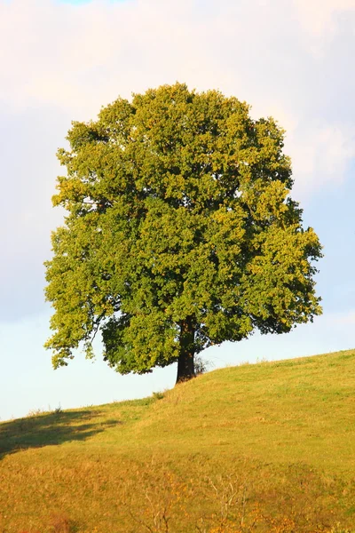 아름다운 나무 — 스톡 사진