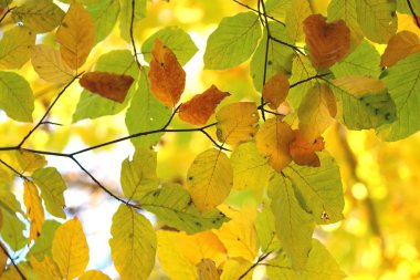 Avrupa'nın güzel renkli sonbahar ağaçlar