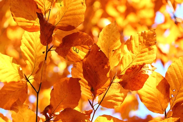 Beaux arbres d'automne colorés en Europe — Photo