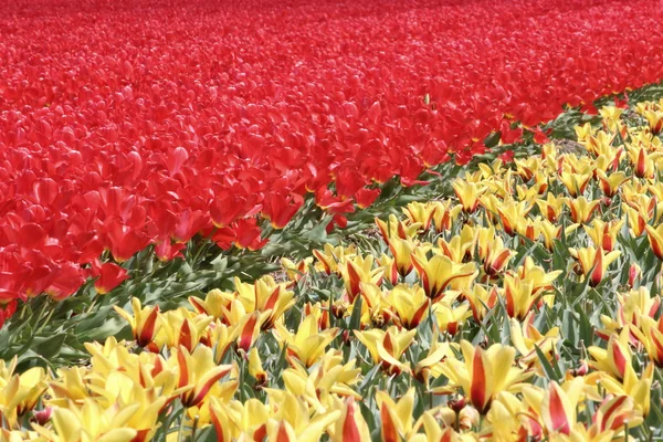 Квіти від Голландії Koikenhof — стокове фото