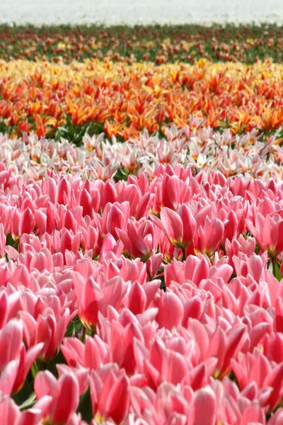 Квіти від Голландії Koikenhof — стокове фото