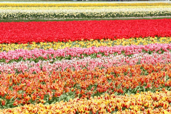 Hollanda koikenhof çiçek — Stok fotoğraf