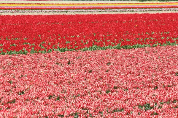 Kwiaty z Holandii koikenhof — Zdjęcie stockowe