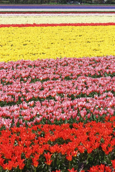 Bloemen uit holland koikenhof — Stockfoto