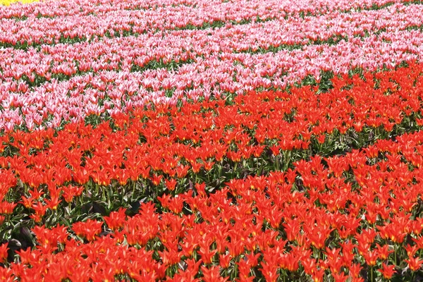 Flores de Holanda Koikenhof —  Fotos de Stock