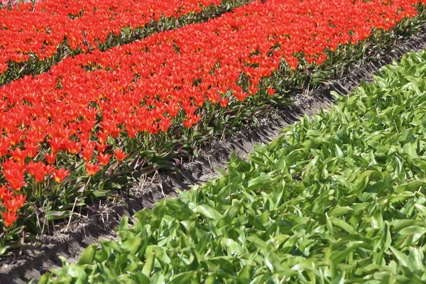 Flowers from Holland Koikenhof — Stock Photo, Image