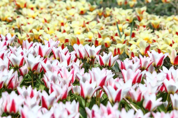 Flores de Holanda Koikenhof —  Fotos de Stock