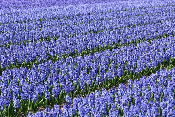 Flores de Holanda Koikenhof —  Fotos de Stock
