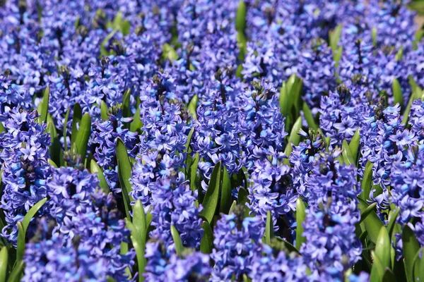 Flores de Holland Koikenhof — Fotografia de Stock