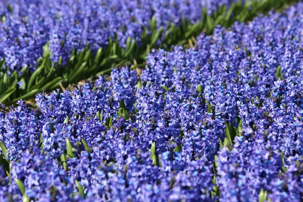 Цветы Голландии Койкенхоф — стоковое фото