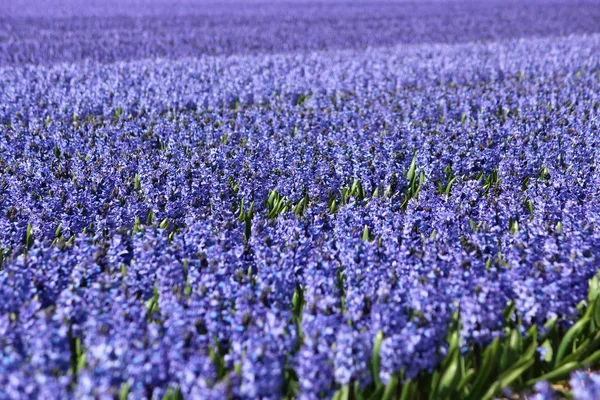 Flores de Holanda Koikenhof — Foto de Stock
