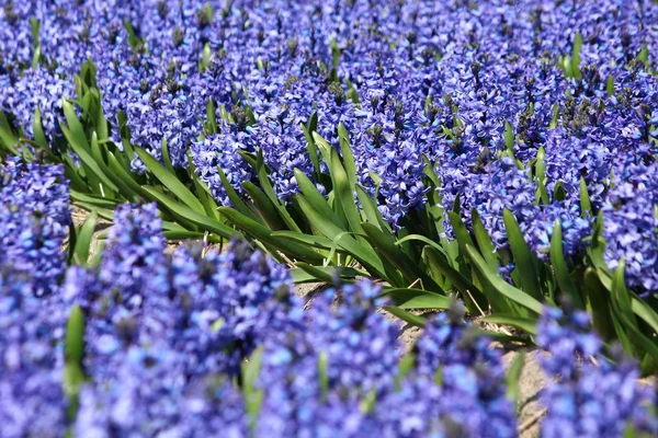 Blommor från holland koikenhof — Stockfoto