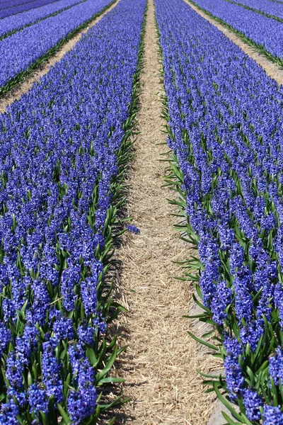 Flores de Holanda Koikenhof —  Fotos de Stock