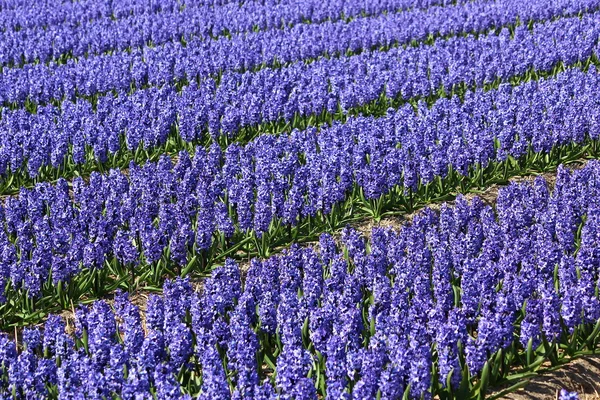 Flores de Holanda Koikenhof —  Fotos de Stock