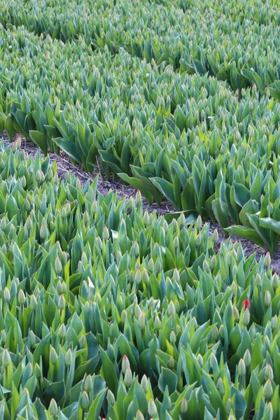 Bloemen uit holland koikenhof — Stockfoto