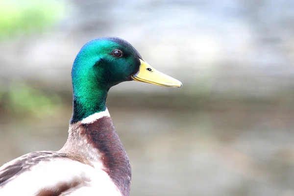 Um pato no lago — Fotografia de Stock