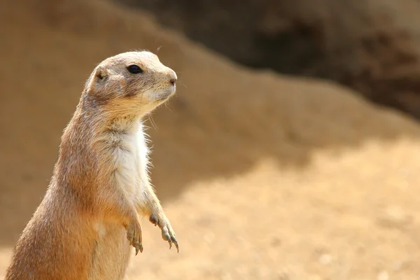 Bir Meerkat — Stok fotoğraf